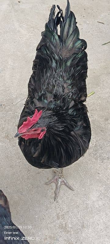 Australorp 11 months 03456685001 7