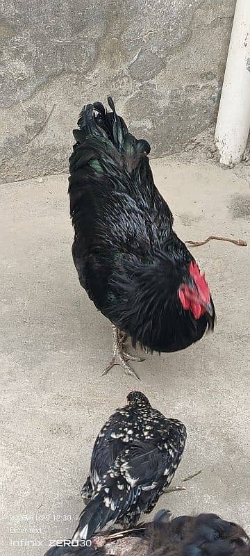 Australorp 11 months 03456685001 8