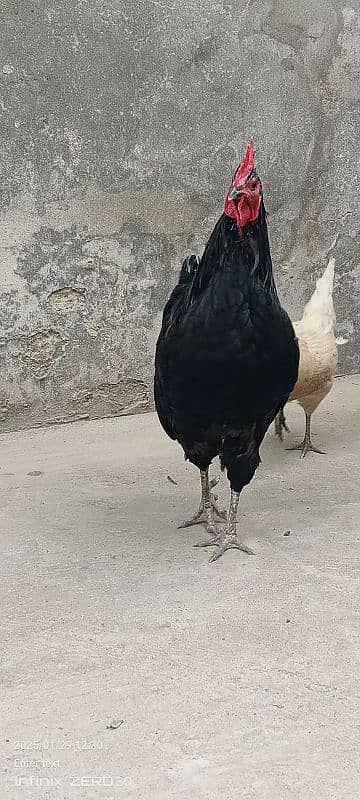 Australorp 11 months 03456685001 9