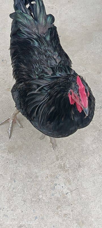 Australorp 11 months 03456685001 10