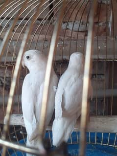 albino black eye pair fully breeder and more 2 pair fully breeder