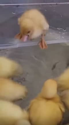 Ducks Baby | For Sale