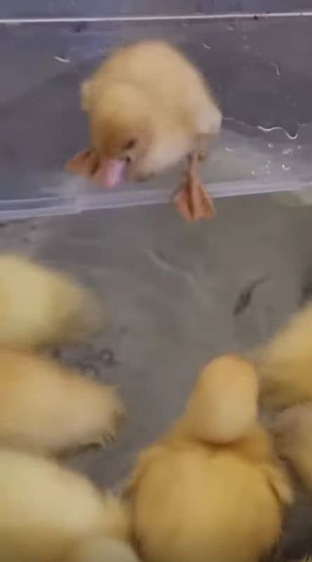 Ducks Baby | For Sale 0