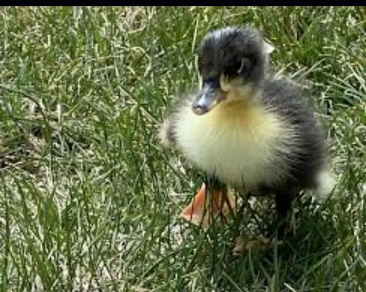 Ducks Baby | For Sale 1