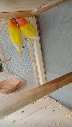 yellow fisher lovebird breeder pair 03186535218