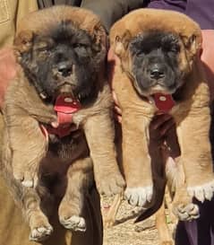 Turkish kangal pair male female age 2 month havey bone for sale