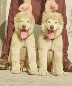 alabai dog's pair male female age 3 month havey bone for sale