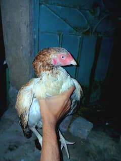 Asel Hen For sale