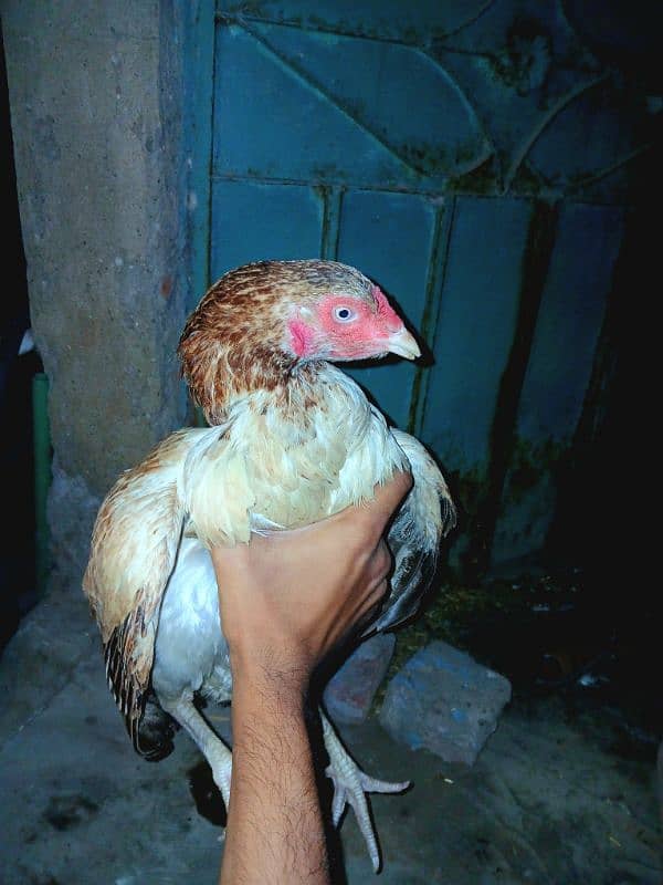 Asel Hen For sale 0