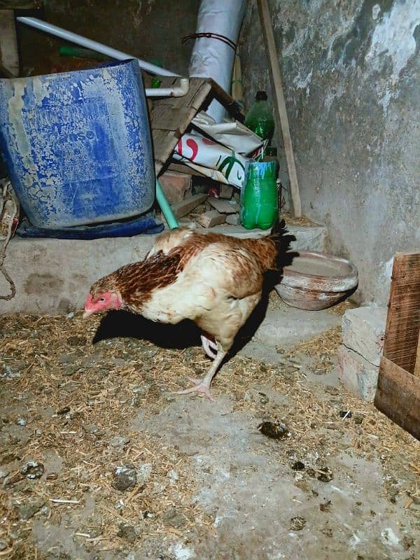 Asel Hen For sale 1