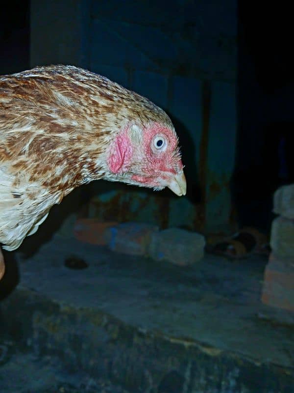 Asel Hen For sale 2