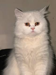 Male Persian Cat