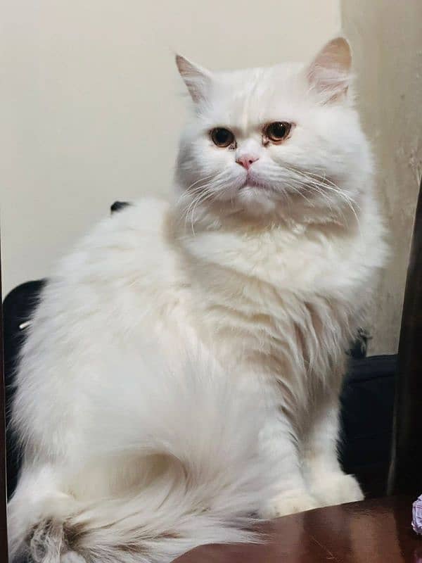 Male Persian Cat 1