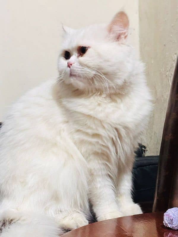 Male Persian Cat 3