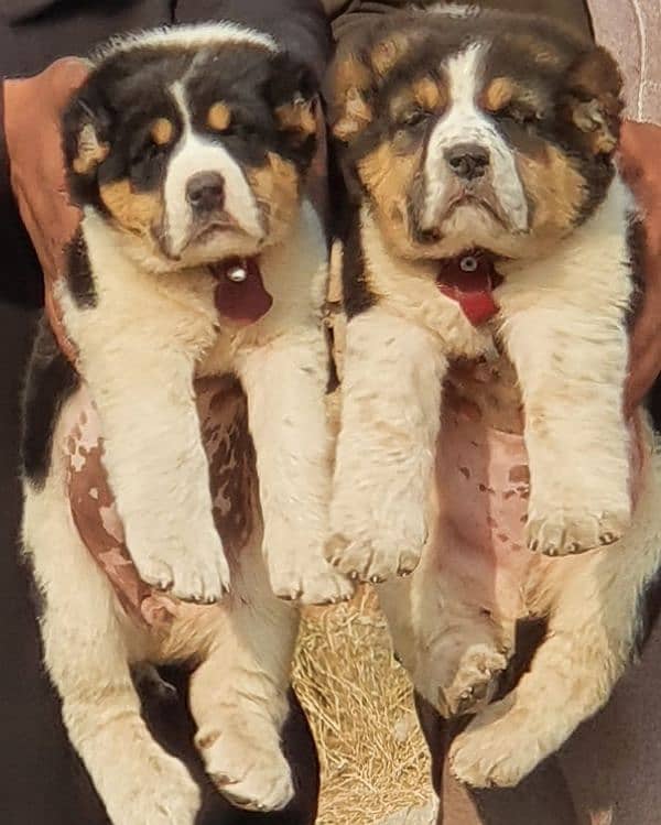 alabai dog's pair male female age 2 month havey bone for sale 0