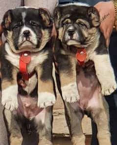 alabai dog's pair male female age 2 month havey bone for sale