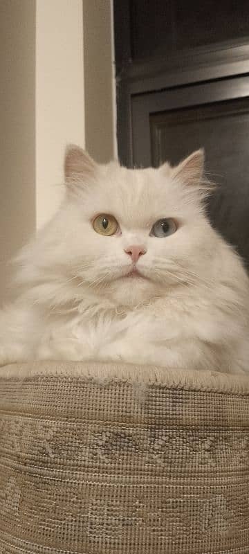 Persian Cat 0