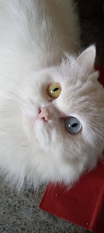 Persian Cat 2