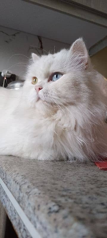 Persian Cat 3