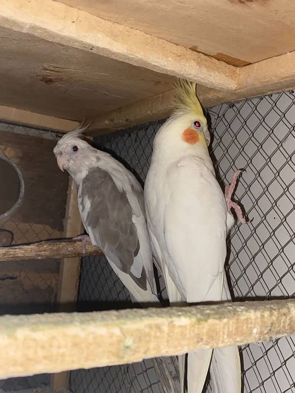 cocktail breeder pair for sale :::100% breeding 0