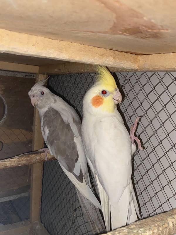 cocktail breeder pair for sale :::100% breeding 3