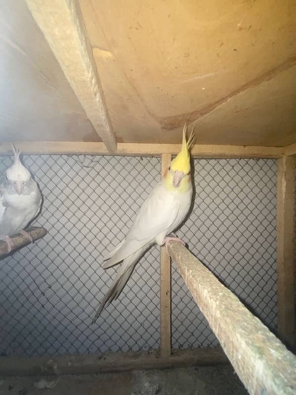 cocktail breeder pair for sale :::100% breeding 5