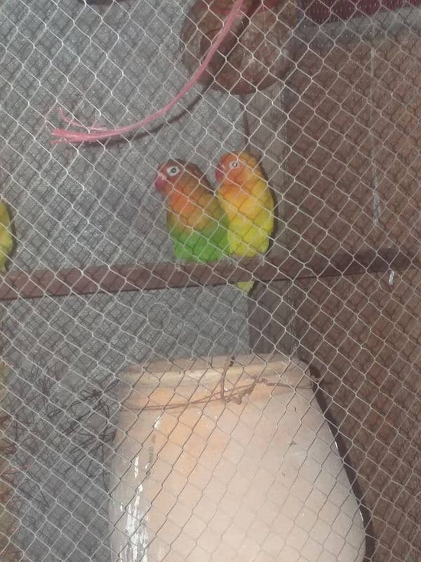 Two Love birds 100% Breder pair 4