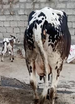 Cow/Buffalo/cholistani cow/12 kg milk