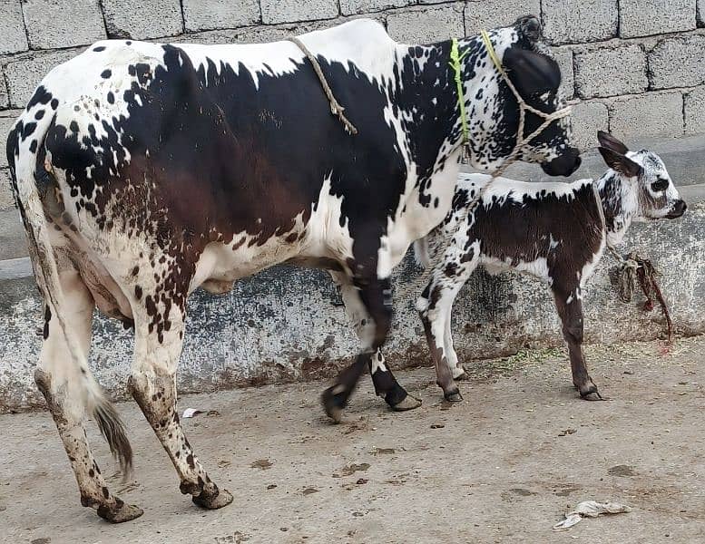 Cow/Buffalo/cholistani cow/12 kg milk 2