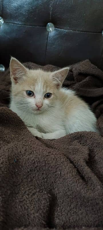 Kitten for Adoption 1