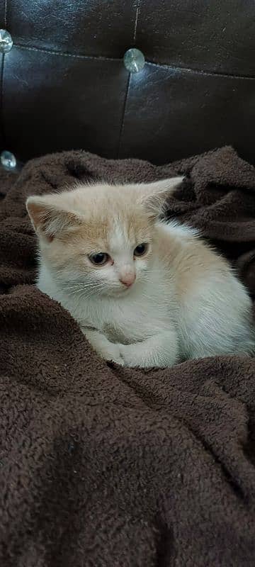 Kitten for Adoption 2