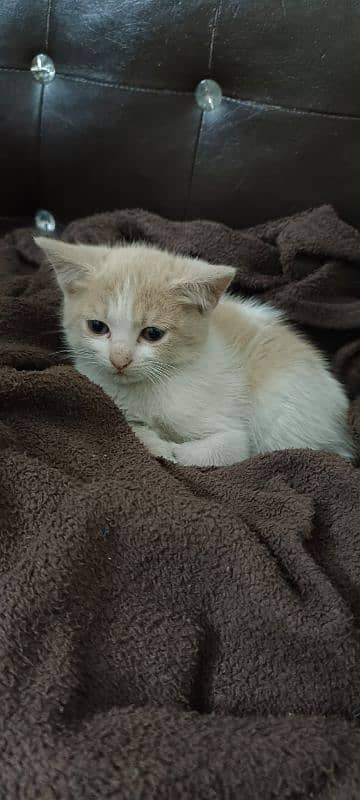 Kitten for Adoption 3