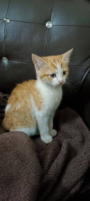 Kitten for Adoption 6