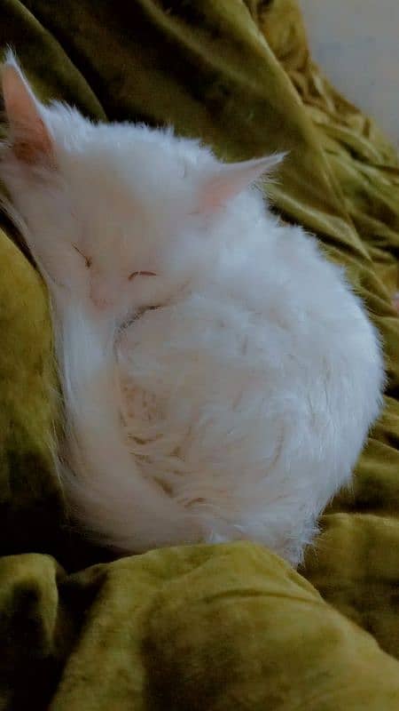 Persian cat for sale 0