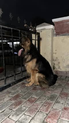 german shepard female double coat for sale