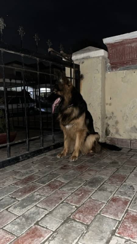 german shepard female double coat for sale 2