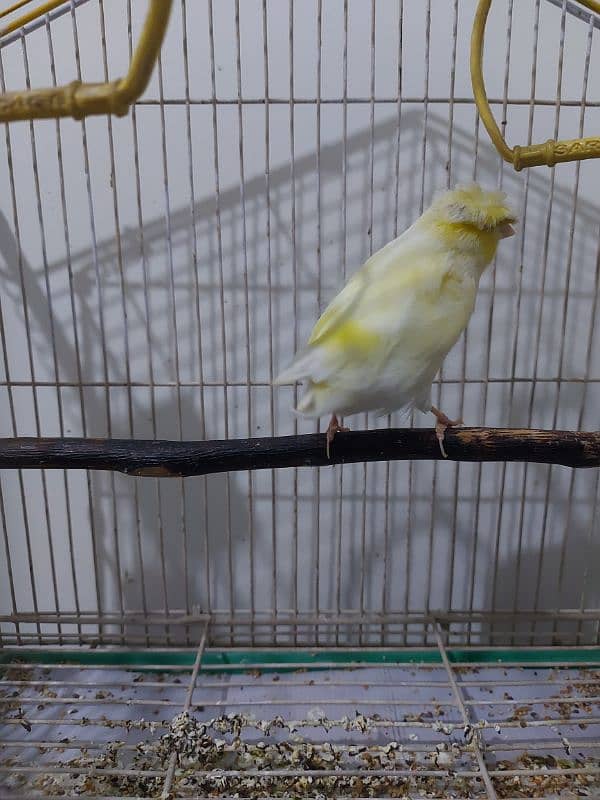 Canary Gloster Singing Male 0