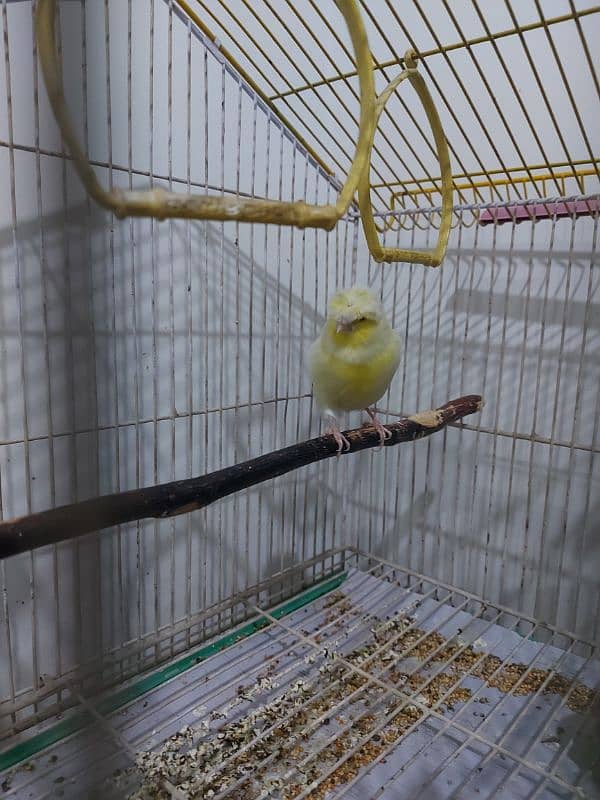 Canary Gloster Singing Male 1