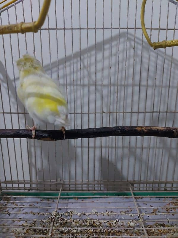 Canary Gloster Singing Male 2