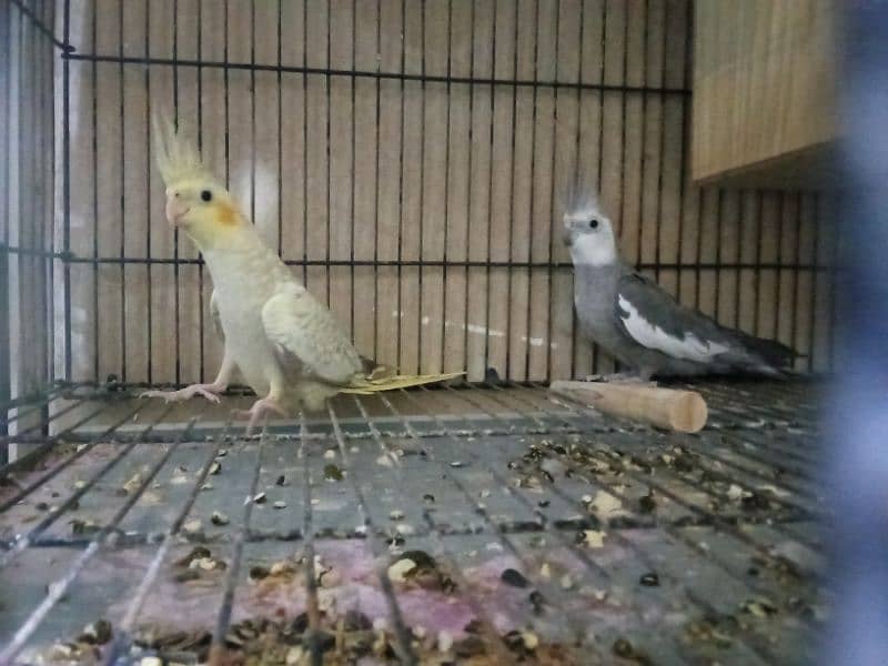 COCKATIEL BREEDER PAIR 2