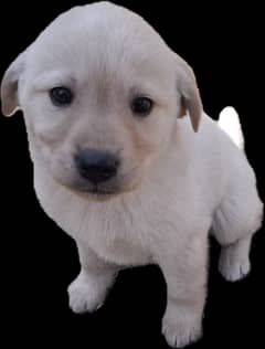 Labrador