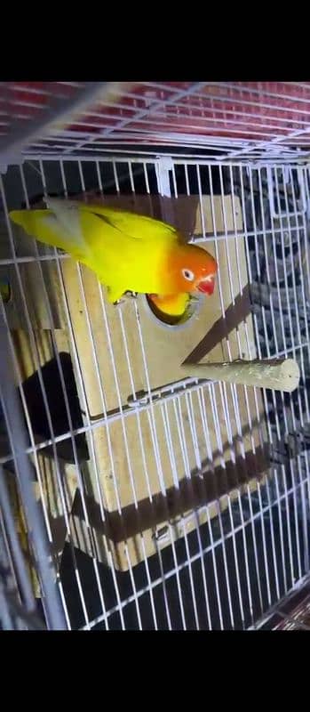 Budgies or love birds 1