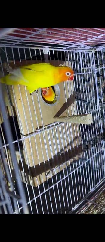 Budgies or love birds 2