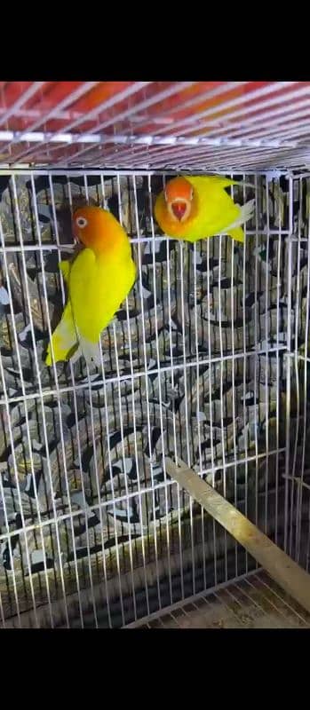 Budgies or love birds 4