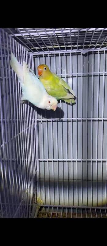 Budgies or love birds 5