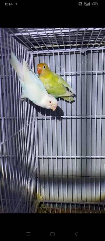 Budgies or love birds 6