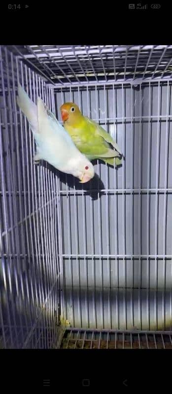 Budgies or love birds 7