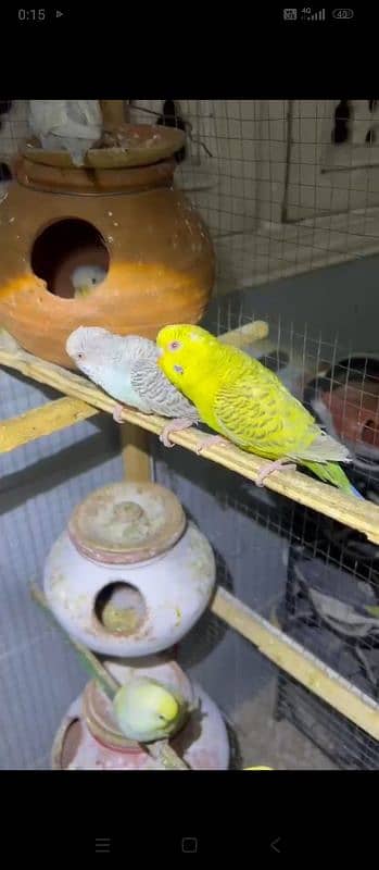 Budgies or love birds 12