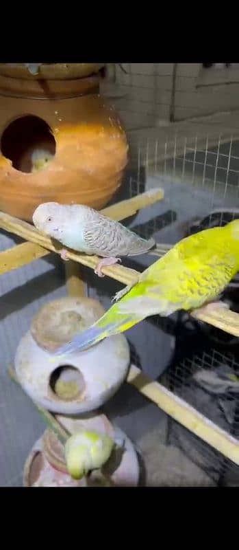 Budgies or love birds 13