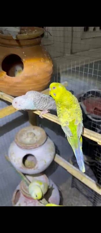 Budgies or love birds 15